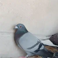 پلاکی|حیوانات|شوشتر, |دیوار