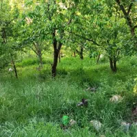 زمین-ییلاقی-باغ-گیلاس