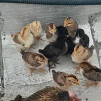 فروش مرغ و خروس|حیوانات مزرعه|بندر ماهشهر, |دیوار