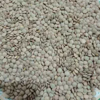 فروشی فوری لپه ی لوبیا برای تمامی مصرف کننده گان|عمدهفروشی|شیراز, شهرک ترکان|دیوار