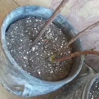 گلدان کوزه ای دهنه ۶۰   سانت دو عدد|گل و گیاه طبیعی|تهران, صادقیه|دیوار