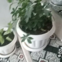 گل و خوشکل و زیبا خانگی