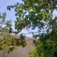 تاج خاتون باغچه خانه اجاره|اجارهٔ خانه و ویلا|سلفچگان, |دیوار