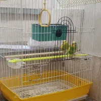 مرغ عشق|پرنده|اردکان, |دیوار