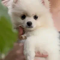 پامر عروسکی شناسنامه دار با وسایل کامل