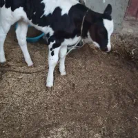 گاو زائیده|حیوانات مزرعه|هامون, |دیوار