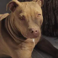 سگ پیت بول خط خونی|سگ|شهرضا, |دیوار