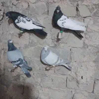 چهارتا کفتر پرشی مال حومه سبزوار