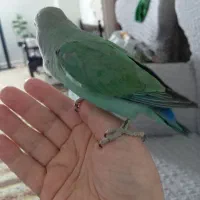 طوطی کوتوله نروماده نر 11ماهه مست آماده جفت گیری|پرنده|تهران, فلاح|دیوار
