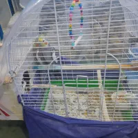 عروس هلندی به شرط جفت و تخم گذاری