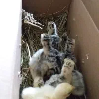 جوجه بوقلمون محلی یک هفته ای