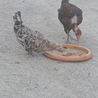 مرغ و جوجه مرغ