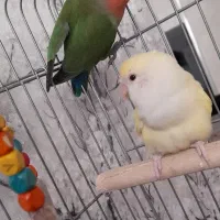 یک جفت طوطی برزیلی|پرنده|ری, عباس‌آباد|دیوار