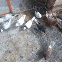 کفتر شهرستان|حراج|بروجرد, |دیوار