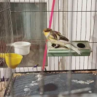 قناری نر و ماده