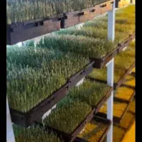 فروش علوفه هیدروپونیک دام سبک پرواری وسنگین شیری|حیوانات مزرعه|سبزوار, چهارراه فرودگاه|دیوار