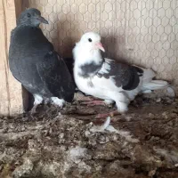 جوجه کبوتر پرشی