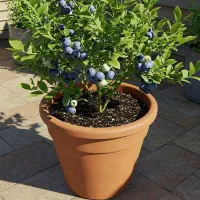 نهال بلوبری امرالد  نهالستان سالم نهال‌