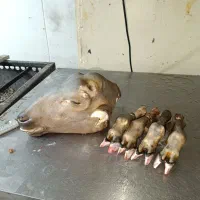 سوزاندن کله پاچه سوزانی