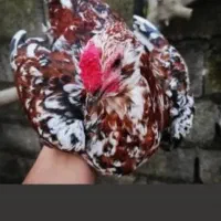 تخم‌مرغ گلین