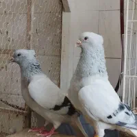 شامی دم سفید و سینه زرد و سینه سرخ