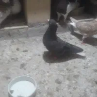 سلام خدمت عشق بازان دوتا ماده دمسفید|پرنده|سبزوار, طبرسی (جعفرآباد)|دیوار