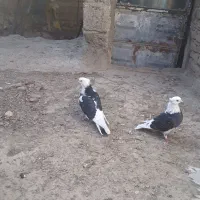 یک جفت نرو ماده عالی قیمت ۸۰۰