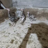 بوقلمون