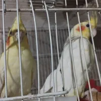 جفت عروس هلند لو تینو نرش چند کلمه حرف می زن