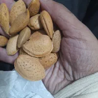 گردو کشمش و|عمدهفروشی|تنکابن, |دیوار