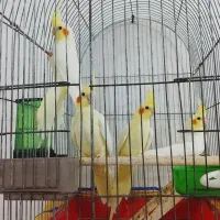 عروس هلندی