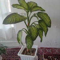 دوتا گل خانگی طبیعی فروشی|گل و گیاه طبیعی|اسکو, |دیوار