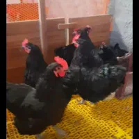 تخم‌نطفه‌دار وجوجه یک روزه