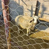 میش جوان وسرحال