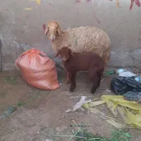 یک عدد میش ۳ شکم زایده