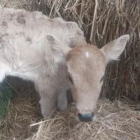 لیشه شیرخوار