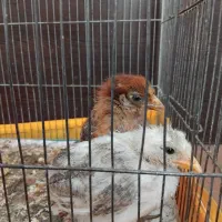 جوجه رسمی|حیوانات مزرعه|کرج, شاهین‌ویلا|دیوار