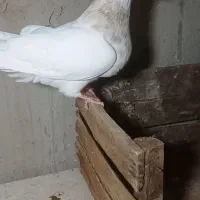 طوقی کرم ماده