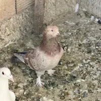 کفتر تهرانی  پرشی