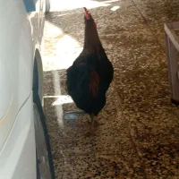 خروس