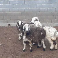 بره ریز،بز،میش،بزغاله|حیوانات مزرعه|مبارکه, |دیوار