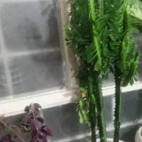 چنتا گل طبیعی به قیمت 2000 به فروش میرسد