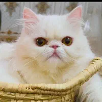 گربه پرشین|گربه|اهواز, کیانشهر|دیوار