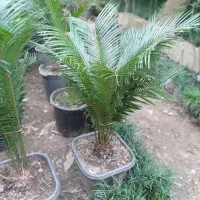 شمشا د طلایی|خدمات باغبانی و درختکاری|رامسر, |دیوار