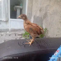 جوجه رسمی
