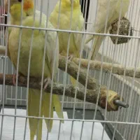 عروس هلندی نر. ماده .وجوجه