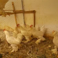 تخم نطفه دار مرندی استراپلوپ وگلین|حیوانات مزرعه|کرج, کوی کارمندان جنوبی|دیوار