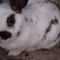 خرگوش نیمه لوپ|موش و خرگوش|سبزوار, رضوی|دیوار