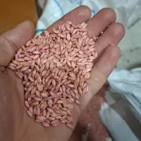 بزره گندم بوجاری شده