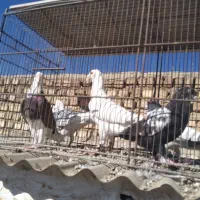 کبوتر گرفتنی صید بار کبوتر|پرنده|نیشابور, کوی یغما|دیوار